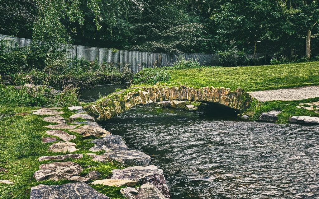 green grass and trees near river